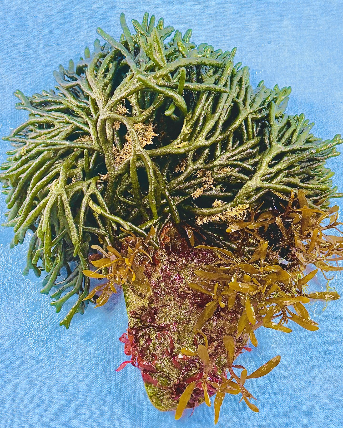 ReefArt Unikat #06 – Codium-Grünalge mit Sargassum auf Lebendstein