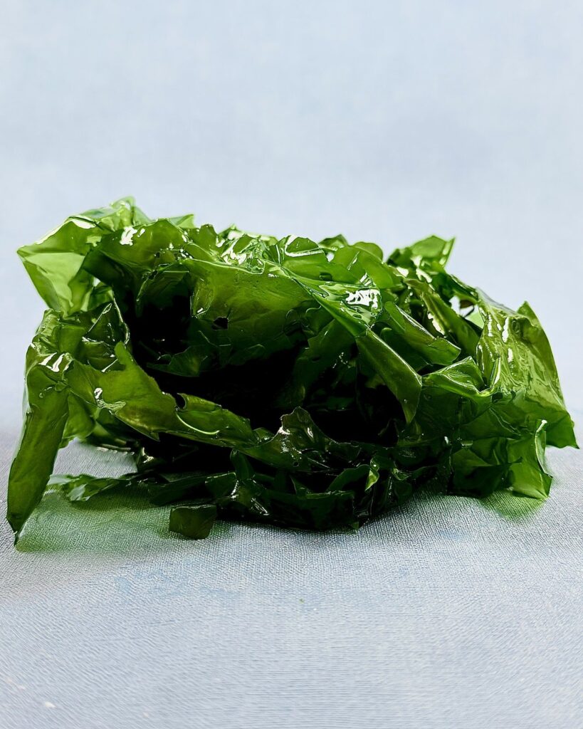 JadeTide (Ulva australis) – Ansicht 3