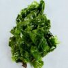 Ulva australis: dunkelgrüner Meersalat mit breiten, gewellten Blattflächen und sichtbarem Haftansatz