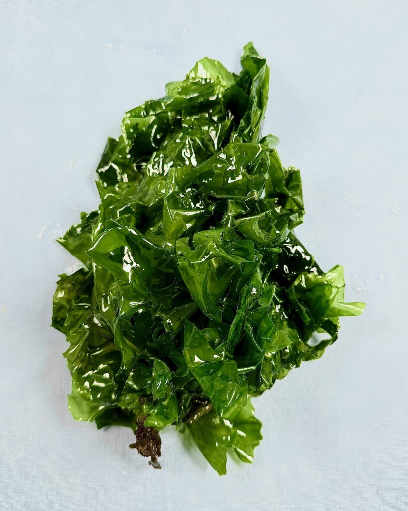 JadeTide (Ulva australis) – Ansicht 1