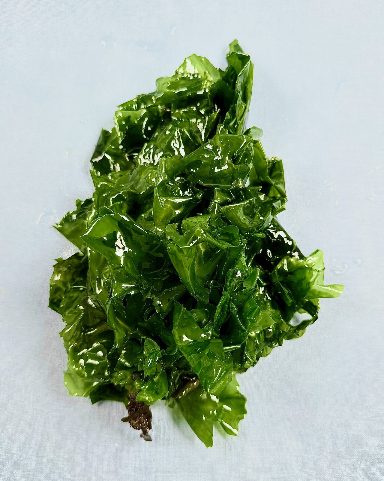 JadeTide (Ulva australis)