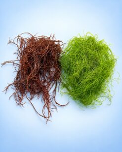 Filteralgen-Set aus grüner Chaetomorpha sp. und brauner BrownWave (Ectocarpus sp.)